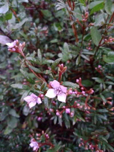 Boronia latipinna, photographed by Nina Kerr
