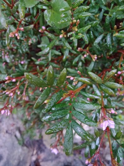 Boronia latipinna, photographed by Nina Kerr