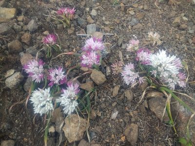 Allium crenulatum, photographed by J Straka