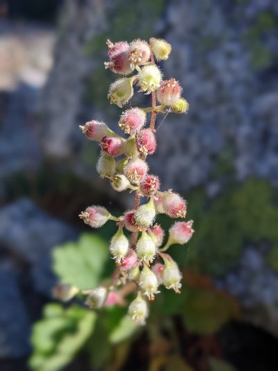 Heuchera merriamii, photographed by My-Lan Le