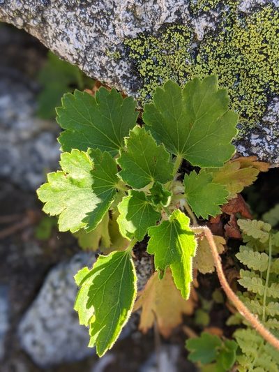 Heuchera merriamii, photographed by My-Lan Le