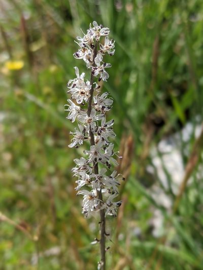 Hastingsia alba, photographed by My-Lan Le