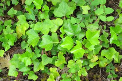 Hedera hibernica, photographed by Ed Alverson