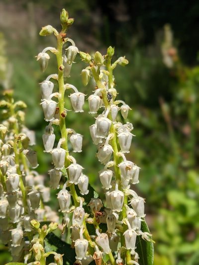 Leucothoe davisiae, photographed by My-Lan Le