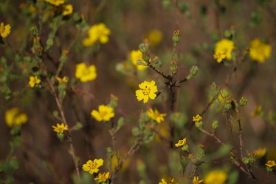 Deinandra paniculata, photographed by Shawn O'Donnell