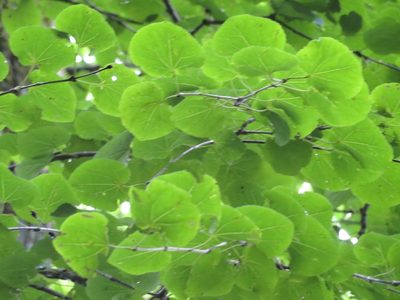 Cercidiphyllum japonicum, photographed by Marco Mussita
