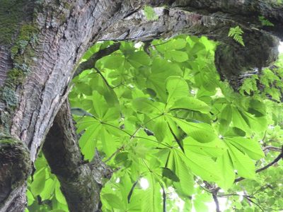 Aesculus turbinata, photographed by Marco Mussita