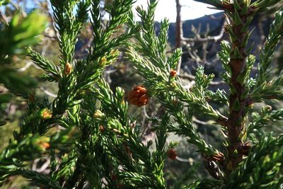 Athrotaxis selaginoides, photographed by Cowirrie