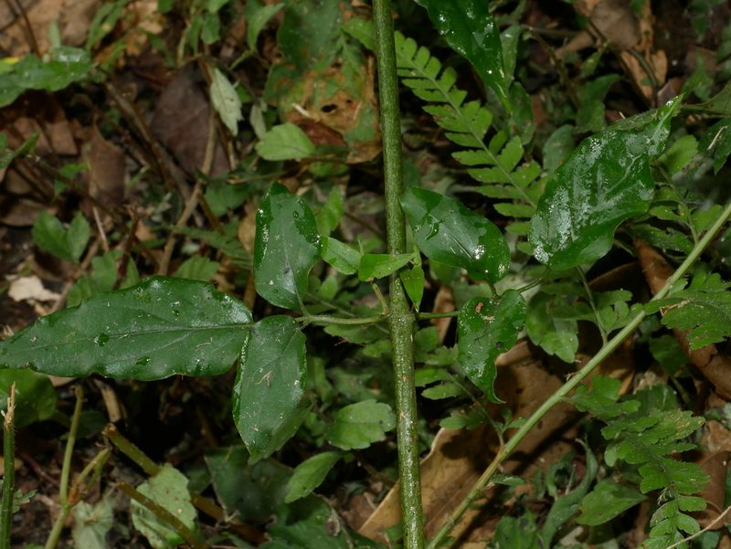 Jasminum sinense, photographed by Jacy Chen