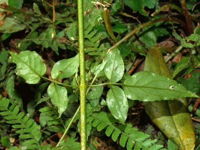Jasminum sinense, photographed by Jacy Chen