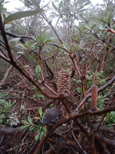 Banksia saxicola, photographed by Nina Kerr