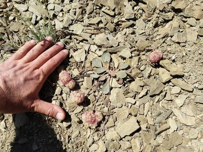 Eriogonum lobbii, photographed by rockybajada