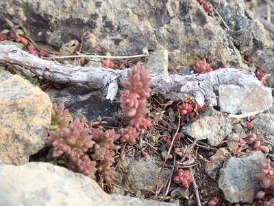 Sedum rupicola, photographed by John Brew