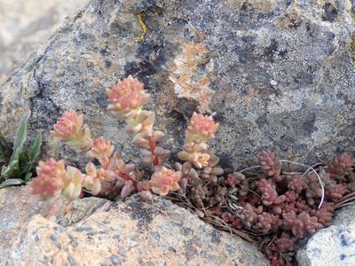 Sedum rupicola, photographed by John Brew