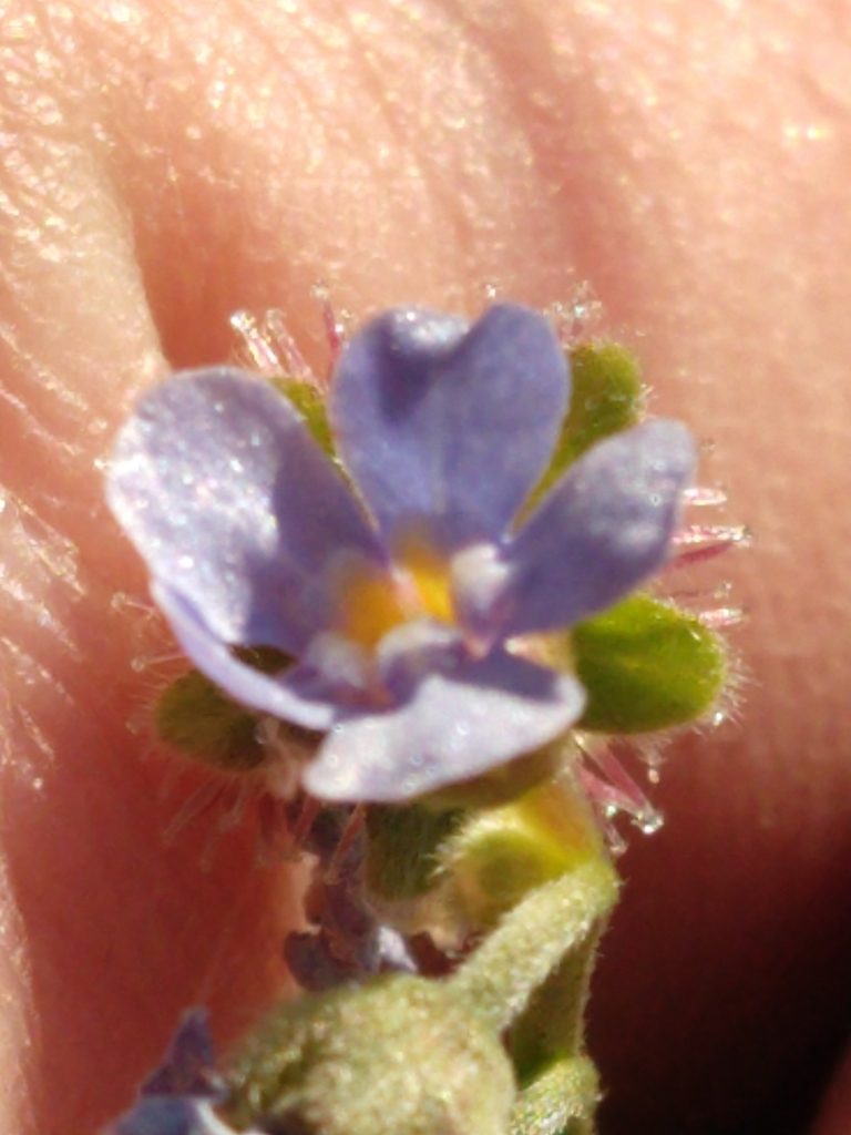 Hackelia amethystina, photographed by rockybajada