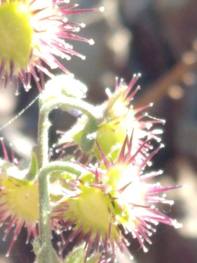 Hackelia amethystina, photographed by rockybajada