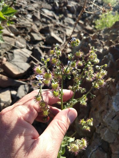 Hackelia amethystina, photographed by rockybajada