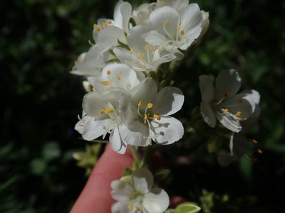 Polemonium foliosissimum, photographed by Mitch Van Dyke