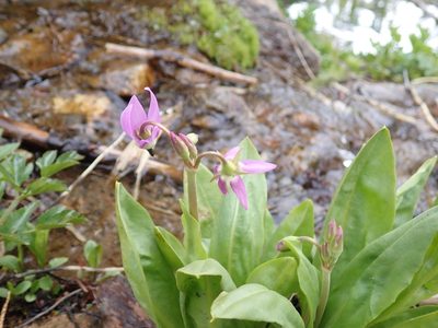Primula jeffreyi, photographed by John Brew