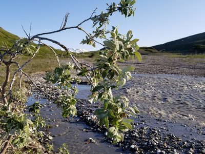 Salix alaxensis, photographed by Syd Cannings