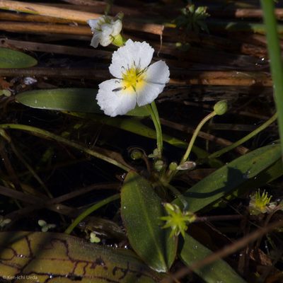 Damasonium californicum, photographed by Ken-ichi Ueda