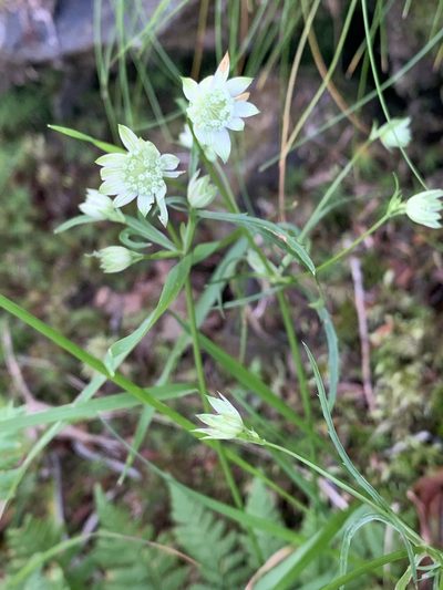 Astrantia minor, photographed by pavlaki1968