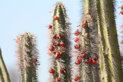 Lophocereus schottii, photographed by Miguel Grageda