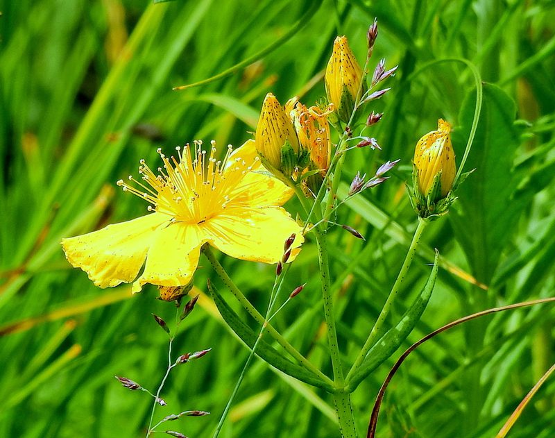 Hypericum attenuatum, photographed by Анна Васильченко
