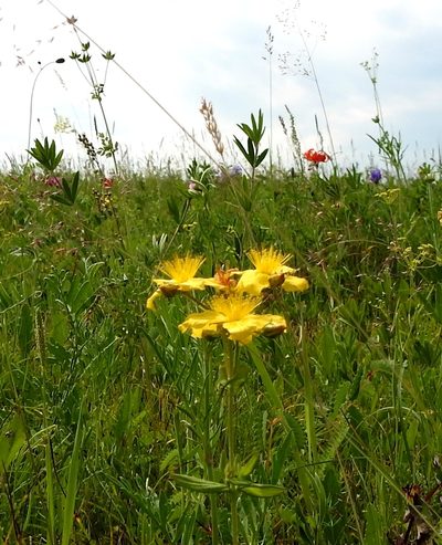 Hypericum attenuatum, photographed by Анна Васильченко