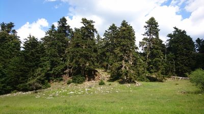 Abies cephalonica, photographed by Christoph Moning