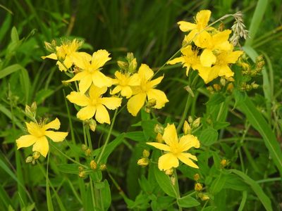Hypericum attenuatum, photographed by Анна Васильченко