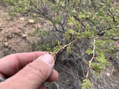 Mimosa biuncifera, photographed by CK2AZ