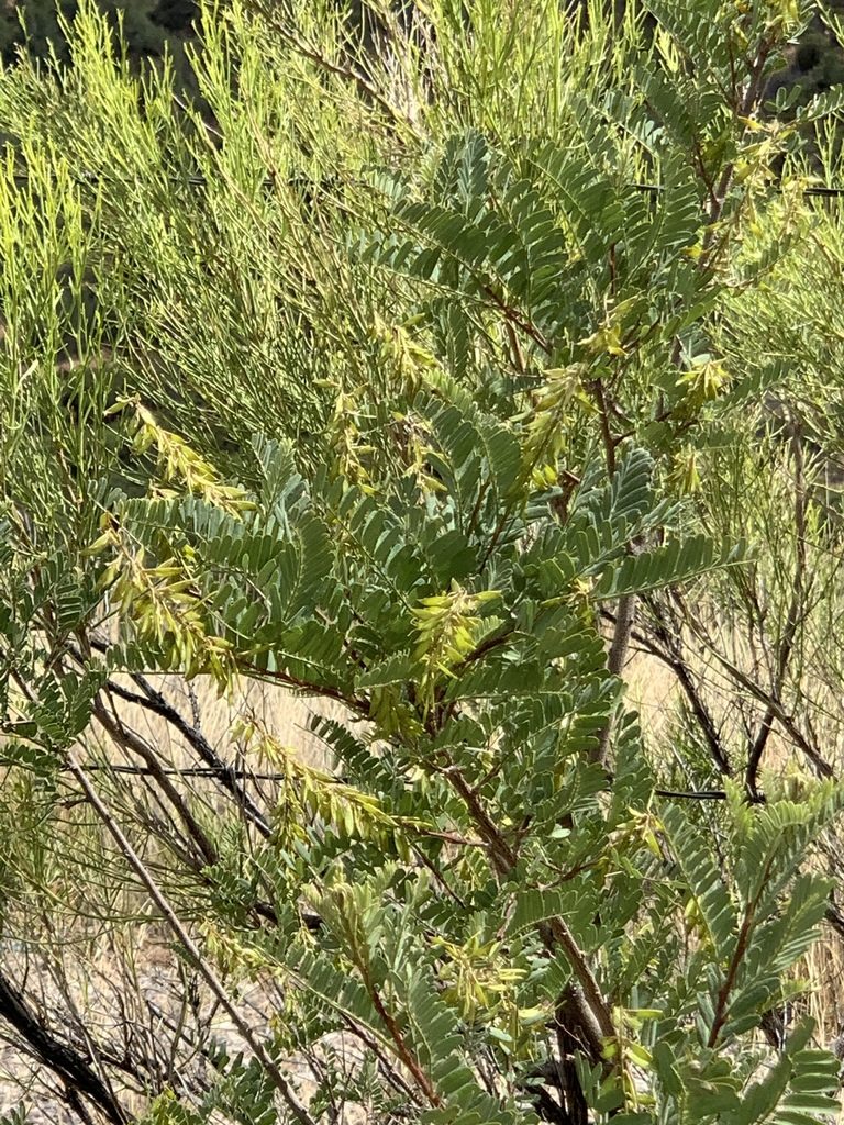 Eysenhardtia orthocarpa, photographed by CK2AZ