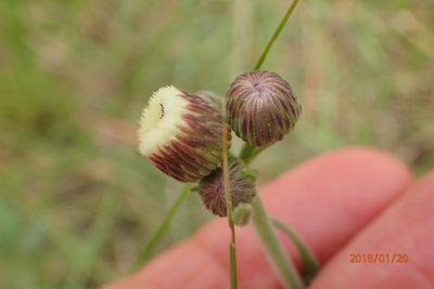 Erigeron primulifolium, photographed by Peter Warren