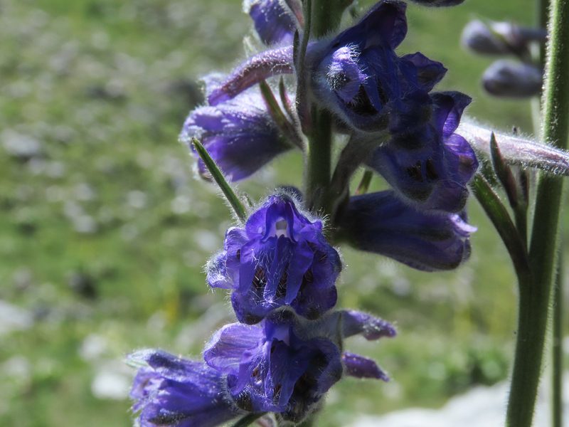 Delphinium fissum, photographed by Emanuele Santarelli