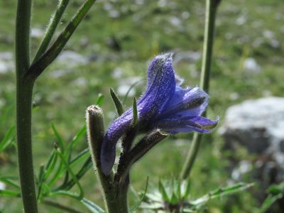 Delphinium fissum, photographed by Emanuele Santarelli