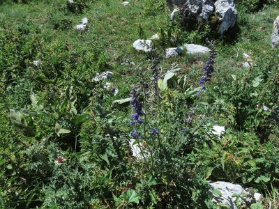 Delphinium fissum, photographed by Emanuele Santarelli