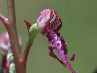 Himantoglossum adriaticum, photographed by Emanuele Santarelli