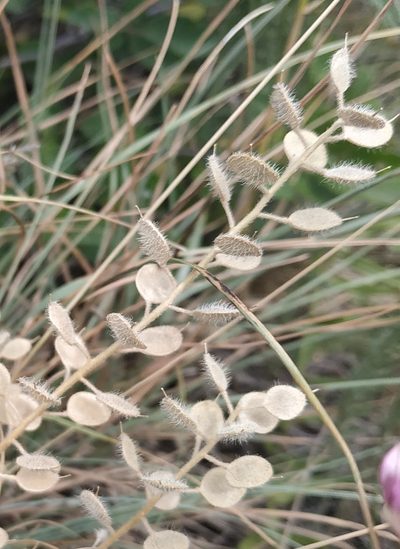 Alyssum hirsutum, photographed by Ульяна Лалак