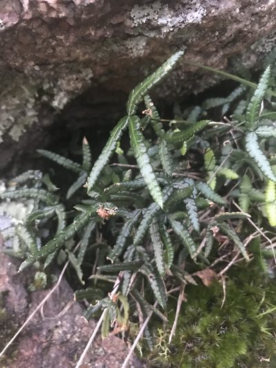 Doryopteris triphylla, photographed by Gabriel Perazza
