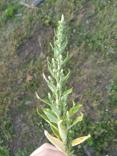 Axyris amaranthoides, photographed by Дмитрий