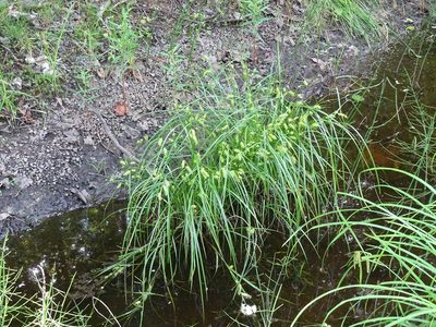 Carex tuckermanii, photographed by Reuven Martin