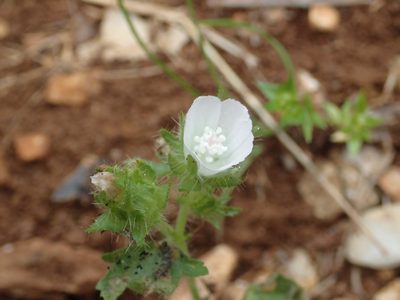 Malva setigera, photographed by Julien Renoult