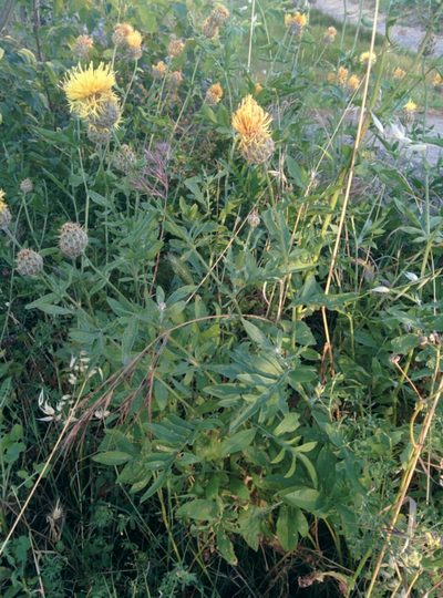 Centaurea collina, photographed by Julien Renoult