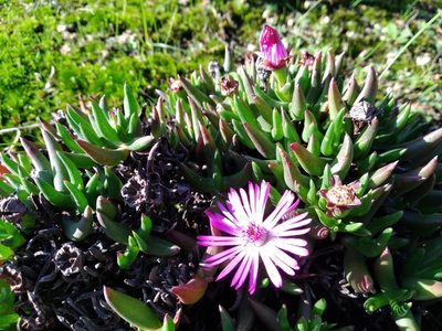 Lampranthus aduncus, photographed by De Waal Hugo