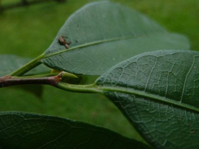 Brosimum guianense, photographed by Eduardo Chacón Madrigal