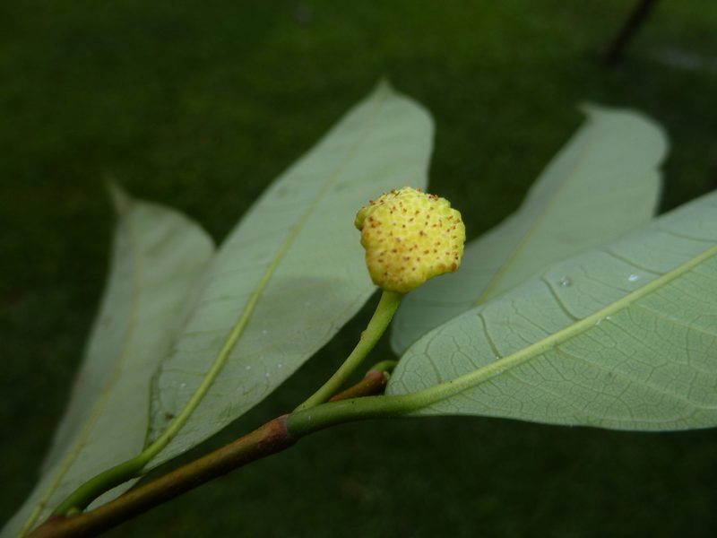 Brosimum guianense, photographed by Eduardo Chacón Madrigal