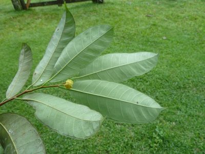 Brosimum guianense, photographed by Eduardo Chacón Madrigal