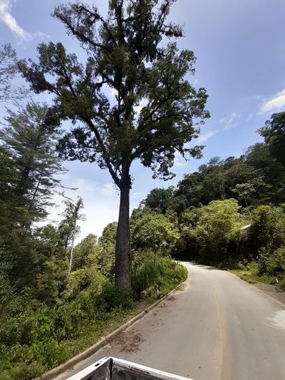 Ulmus mexicana, photographed by Jalil R.