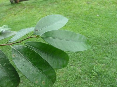 Brosimum guianense, photographed by Eduardo Chacón Madrigal